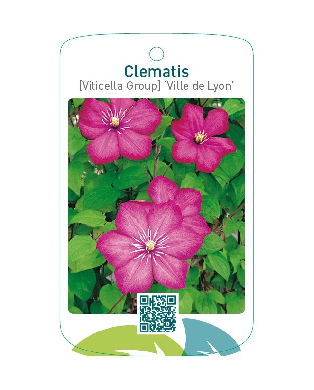 Clematis [Viticella Group] ‘Ville de Lyon’