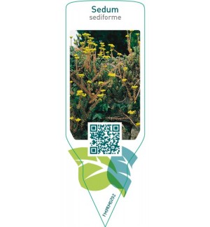 Sedum sediforme