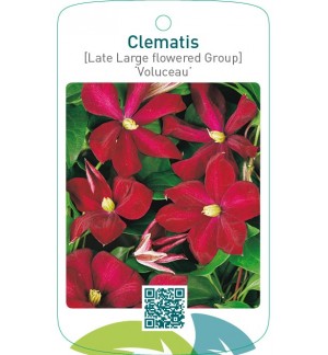 Clematis [Late Large flowered Group] ‘Voluceau’