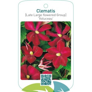 Clematis [Late Large flowered Group] ‘Voluceau’