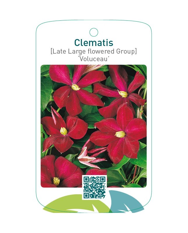 Clematis [Late Large flowered Group] ‘Voluceau’