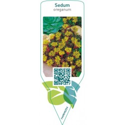 Sedum oreganum