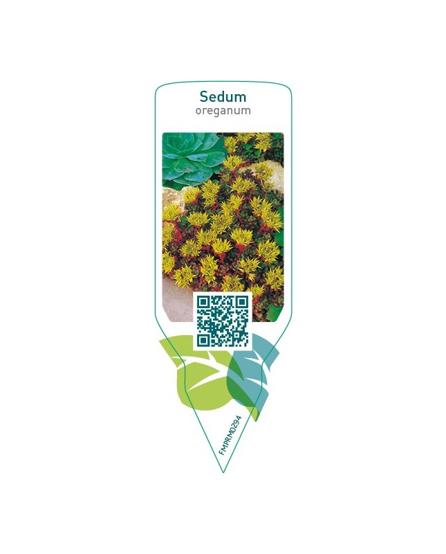 Sedum oreganum