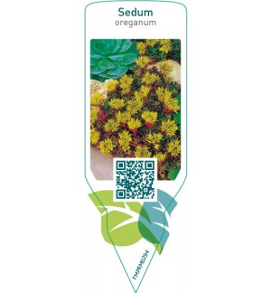 Etichette di Sedum oreganum *