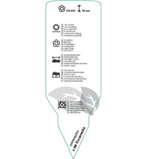 Etichette di Sedum oreganum *