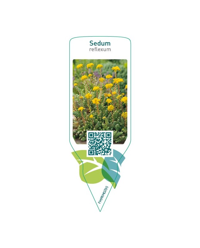Sedum reflexum