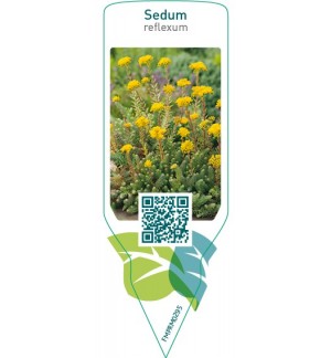 Etichette di Sedum reflexum *