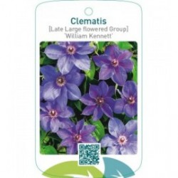 Clematis [Late Large flowered Group] ‘William Kennett’