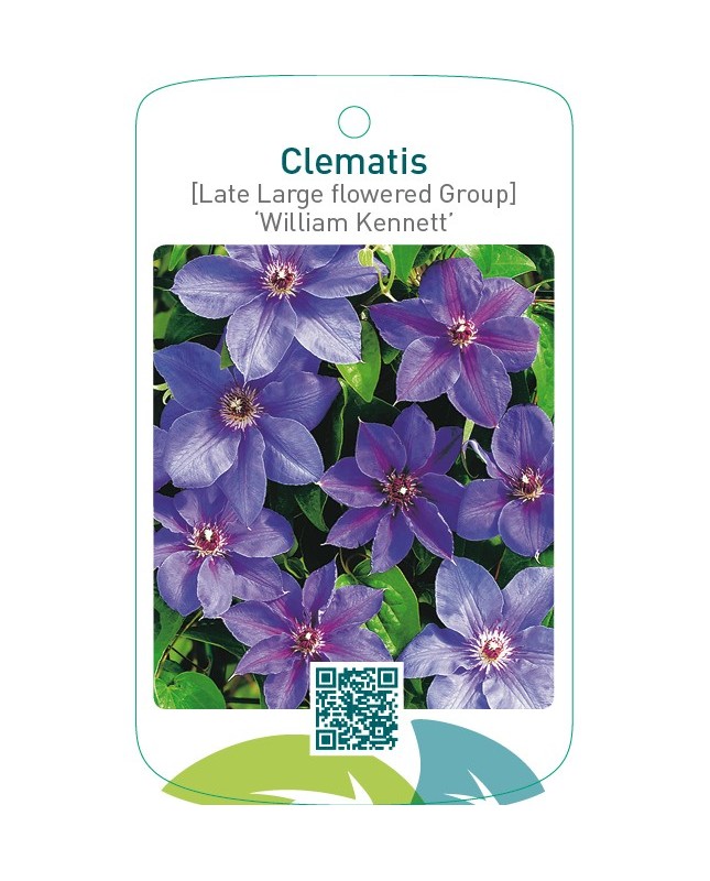 Clematis [Late Large flowered Group] ‘William Kennett’