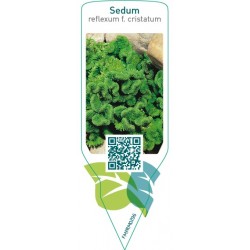 Sedum reflexum f. cristatum