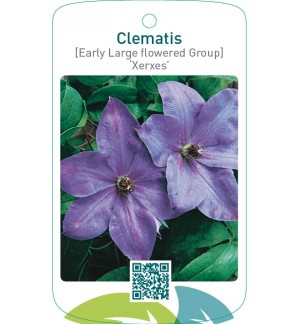 Clematis [Early Large flowered Group] ‘Xerxes’