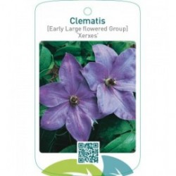 Clematis [Early Large flowered Group] ‘Xerxes’