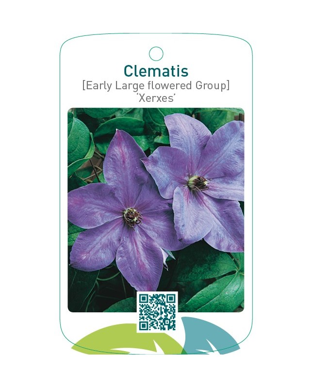 Clematis [Early Large flowered Group] ‘Xerxes’