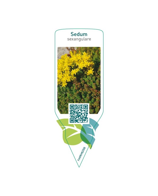 Sedum sexangulare