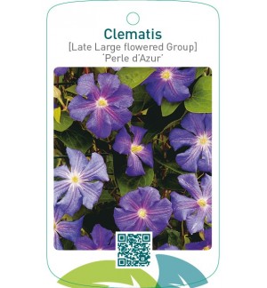 Clematis [Late Large flowered Group] ‘Perle d’Azur’