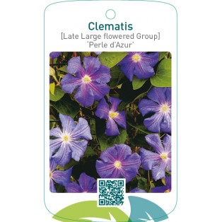 Clematis [Late Large flowered Group] ‘Perle d’Azur’