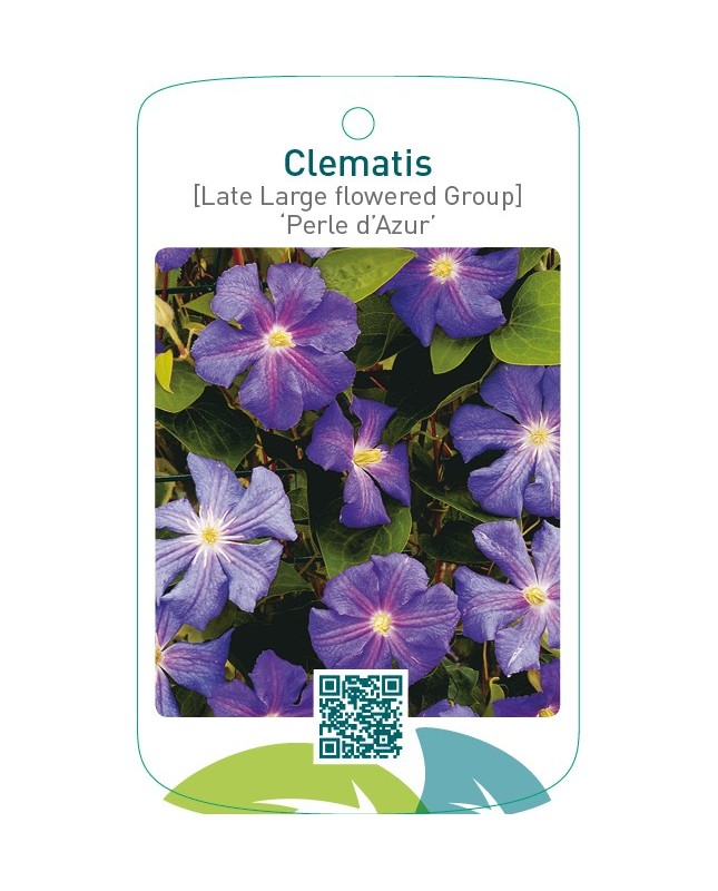 Clematis [Late Large flowered Group] ‘Perle d’Azur’