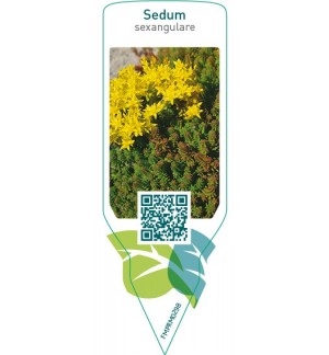 Etichette di Sedum sexangulare *
