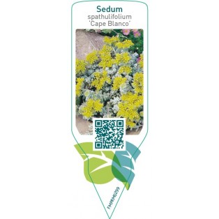 Sedum spathulifolium ‘Cape Blanco’