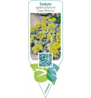 Etiquetas de Sedum spathulifolium ‘Cape Blanco’ *