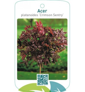 Acer platanoides ‘Crimson Sentry’