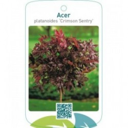 Acer platanoides ‘Crimson Sentry’