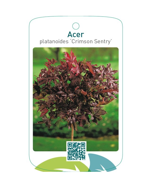 Acer platanoides ‘Crimson Sentry’