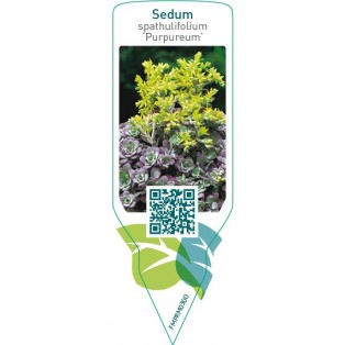 Sedum spathulifolium ‘Purpureum’