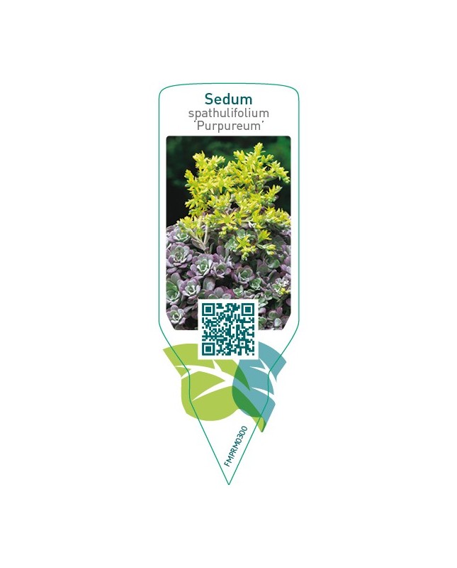 Sedum spathulifolium ‘Purpureum’