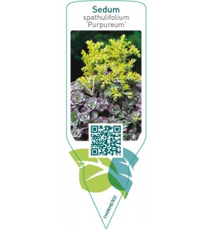 Etiquetas de Sedum spathulifolium ‘Purpureum’ *