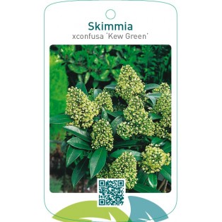 Skimmia xconfusa ‘Kew Green’