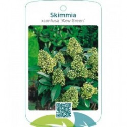 Skimmia xconfusa ‘Kew Green’