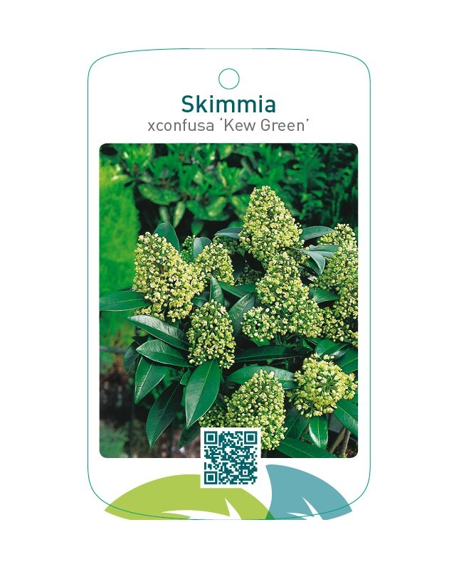 Skimmia xconfusa ‘Kew Green’