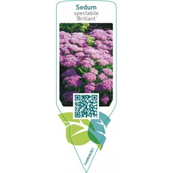Sedum spectabile ‘Brillant’