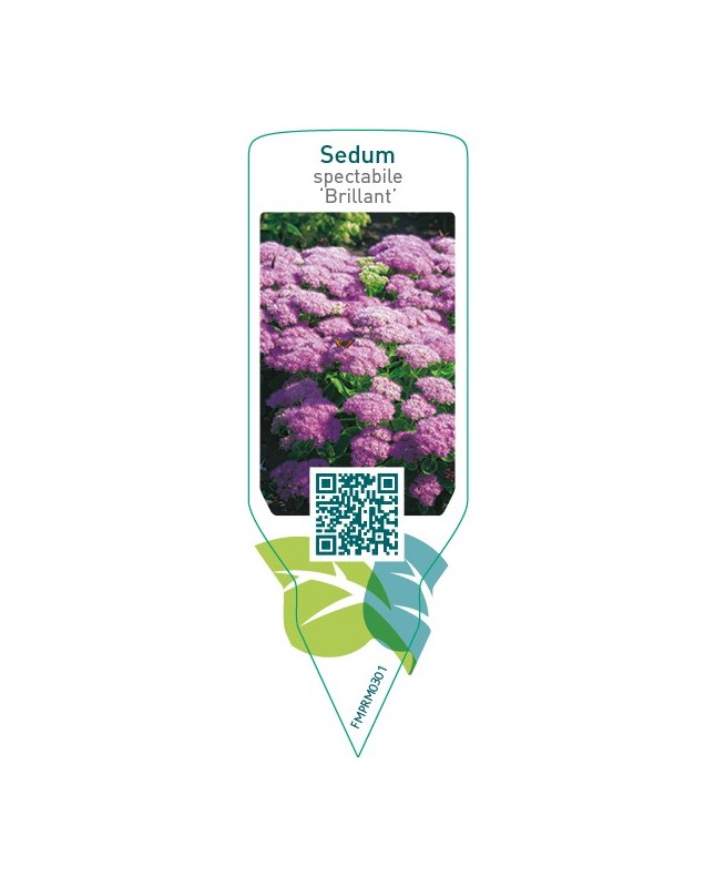 Sedum spectabile ‘Brillant’