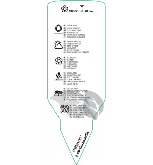 Etichette di Sedum spectabile ‘Brillant’ *