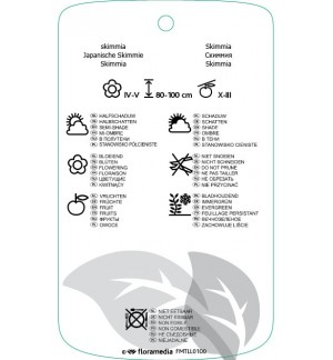 Etichette di Skimmia xconfusa ‘Kew Green’ *