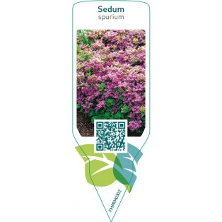 Sedum spurium  red