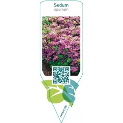 Sedum spurium  red