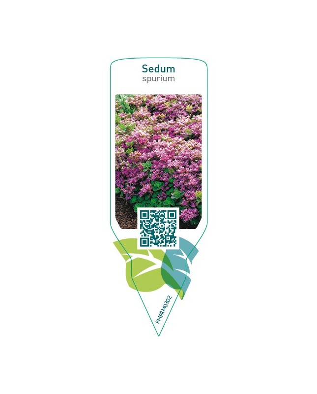 Sedum spurium  red