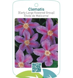Clematis [Early Large flowered Group] ‘Etoile de Malicorn  *
