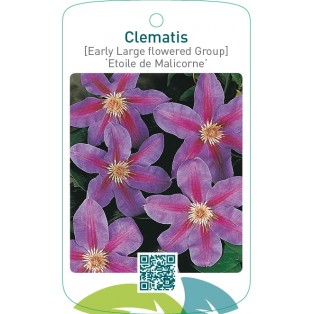 Clematis [Early Large flowered Group] ‘Etoile de Malicorn  *