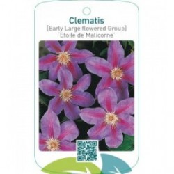 Clematis [Early Large flowered Group] ‘Etoile de Malicorn  *