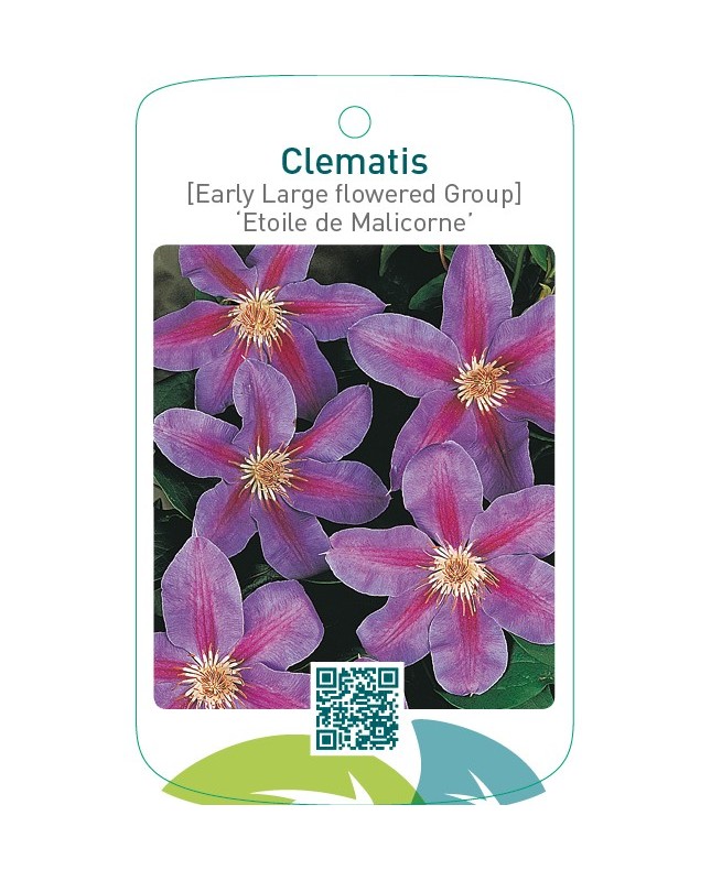 Clematis [Early Large flowered Group] ‘Etoile de Malicorn  *