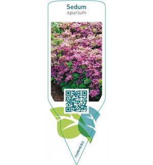 Etichette di Sedum spurium  red *