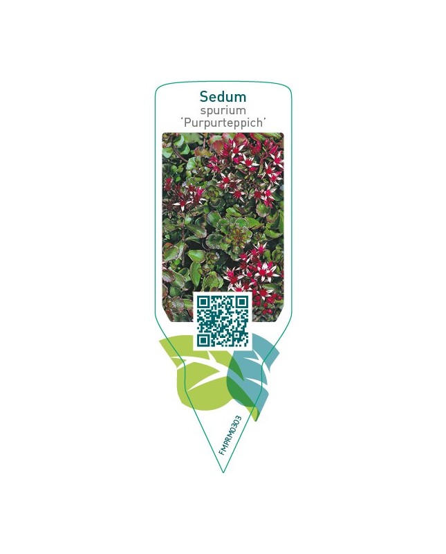 Sedum spurium ‘Purpurteppich’