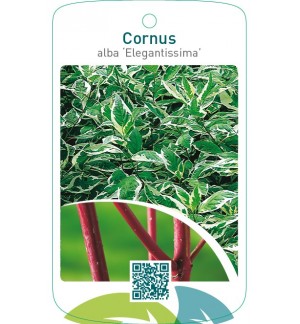 Cornus alba ‘Elegantissima’
