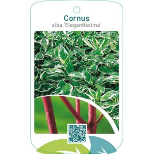 Cornus alba ‘Elegantissima’