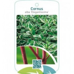 Cornus alba ‘Elegantissima’