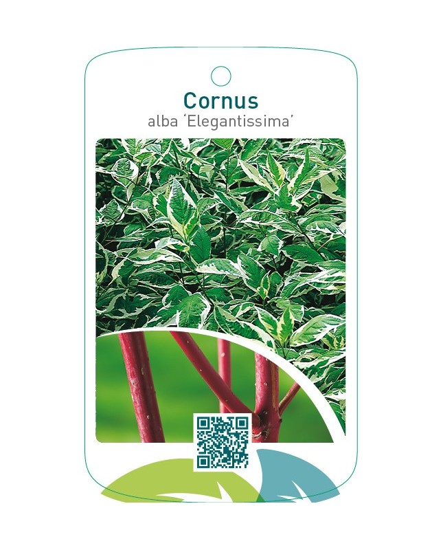 Cornus alba ‘Elegantissima’
